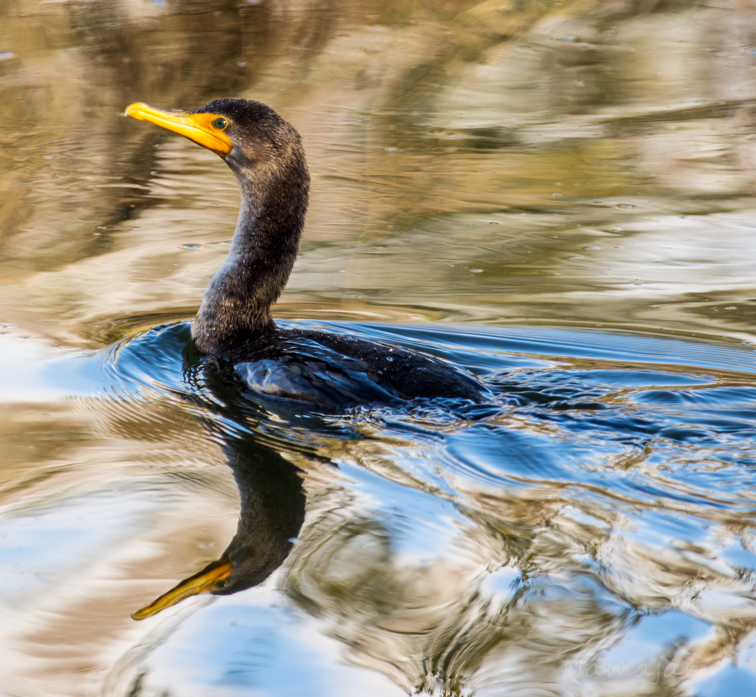 double-crested-cormorant-hunting.jpg